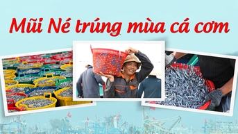 រដូវ Anchovy នៅ Mui Ne