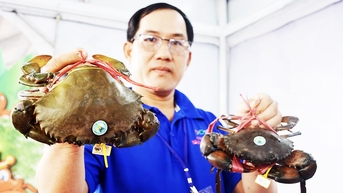 វៀតណាមរកចំណូលបានជាង 4,400 ពាន់លានដុងពីការនាំចេញក្តាម