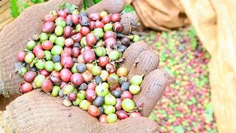 Giá cà phê trong nước lập kỷ lục mới, vượt ngưỡng 107.000 đồng/kg