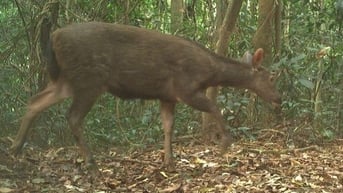 Vườn Quốc gia Phong Nha-Kẻ Bàng: Phát hiện nhiều động vật trong Sách đỏ