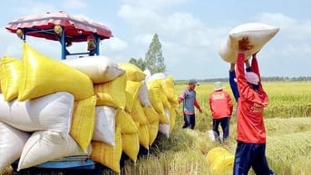 Giá gạo Việt Nam đứng vững bất chấp gạo Thái, Ấn Độ giảm mạnh, vì sao?