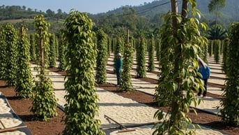 Dự báo giá tiêu ngày mai 14/8: Toàn cảnh thị trường 'nóng' nhưng giá 'nguội'
