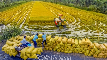 ST25 trĩu bông, nông dân vùng ngọt hoá trúng lớn
