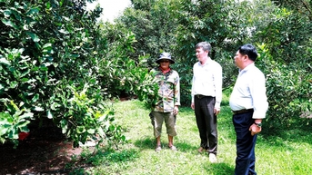 Mắc ca vào vụ, nông dân phấn khởi