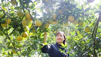 Cao Phong រីកចម្រើន