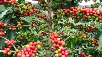 Giá cà phê hôm nay 14/8: Tiếp tục tăng cao