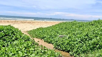 ទឹកសំណល់ខ្មៅហូរចូលឆ្នេរ Mui Ne៖ រមណីយដ្ឋាន Asteria Mui Ne សារភាពចំពោះឧប្បត្តិហេតុធុងចម្រោះ