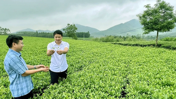 Xã Đồng Lương khơi dậy tiềm năng từ cây chè