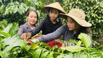 Giá cà phê hôm nay 14/8/2025: Trong nước tiếp đà tăng nhẹ