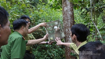 ការដោះលែង Loris ដ៏កម្រចូលទៅក្នុងព្រៃ