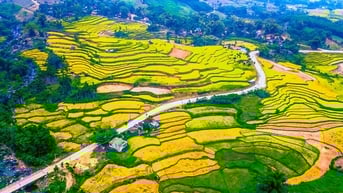 Mê mẩn mùa vàng nơi rẻo cao Quảng Ngãi