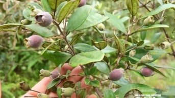 Người dân Bích Hào thu nhập khá từ việc khoanh vùng bảo vệ cây sim tự nhiên