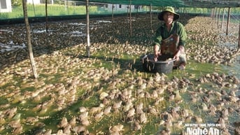 Biến ao hồ lầy lội thành nơi nuôi ếch Thái, một nông dân Nghệ An 'bỏ túi' hàng trăm triệu đồng/năm