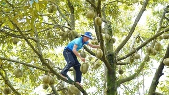 Ea Knuếc vào vụ sầu riêng
