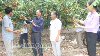 ប្រសិទ្ធ​ភាព​នៃ​គំរូ​ការ​ដាំ​ដុះ​វែង​អន្សម​នៅ​ឃុំ Tan Hung