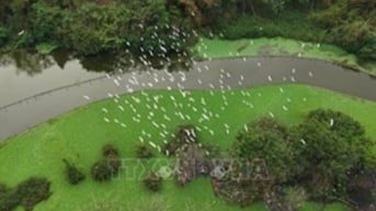 Khám phá xứ sở của các loài chim giữa lòng di sản Tràng An