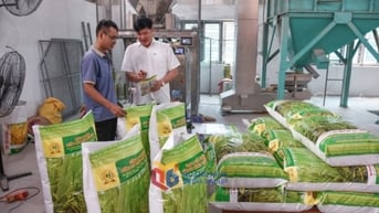 Đảm bảo an ninh lương thực