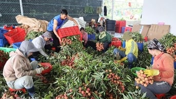 Ea Knốp khai thác thế mạnh các sản phẩm nông nghiệp chủ lực