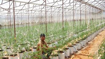 ការលើកកម្ពស់គុណភាពសង្វាក់ផលិតផលកសិកម្មប្រកបដោយសុវត្ថិភាព