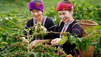 Giá cà phê hôm nay 15/8: Tăng dữ dội chưa từng có