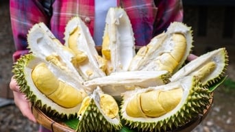 Giá sầu riêng hôm nay 15/8: Musang King rớt mạnh, Thái VIP vẫn giữ đỉnh