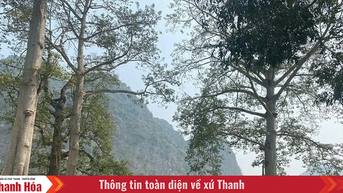 Trên đất Cẩm Phong