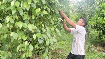 Khát vọng mới của A Dơi