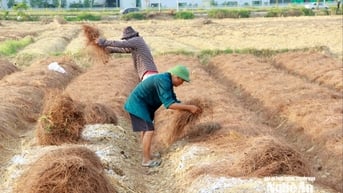 Nhà nhà lên rừng nhặt lá thông, phủ kín các cánh đồng hành tăm tại Nghệ An