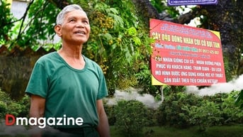 Quyết giữ “lộc phẩm tiến vua”, lão nông thu loại nhãn đắt gấp 10 lần