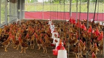 Hai giống gà nuôi an toàn sinh học được thị trường ưa chuộng