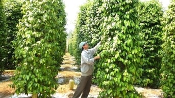 Giá tiêu hôm nay 16/8: Tăng cao, xuất khẩu sang Anh tăng đột biến
