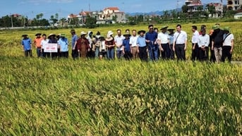 Công ty CP Giống cây trồng Quảng Ninh: Chủ động dịch chuyển theo hướng tư duy kinh tế nông nghiệp