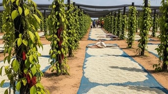 Giá tiêu hôm nay 16/8: Tăng 1.000 VNĐ/kg, giá tiêu Việt Nam nhảy vọt
