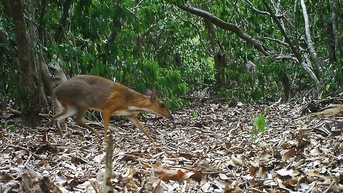 Chevrotain គាំទ្រដោយប្រាក់ ទឹកក្រូចសើចដើមទ្រូង អណ្តើកបៃតង... ត្រូវបានរាប់បញ្ចូលក្នុងក្រុមជិតផុតពូជ និងកម្រ។