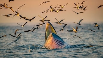 Cuộc thi ảnh thiên nhiên hoang dã không chấp nhận ảnh chỉnh sửa bằng AI