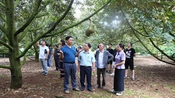 Xã Ea Knuếc: Kết nối tiêu thụ sầu riêng và nông sản