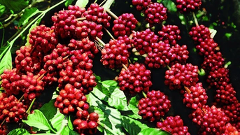 Giá cà phê tiếp tục tăng mạnh, leo mốc 117.500 đồng/kg trong ngày 17-8