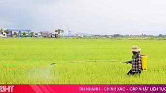 Nông dân Hà Tĩnh bảo vệ lúa hè thu “thời điểm vàng”