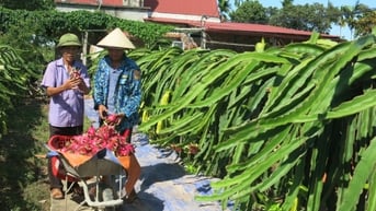 Xã có nhiều hợp tác xã nhưng chưa mạnh