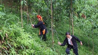 Lào Cai: Hiệu quả từ mô hình trồng quế hữu cơ