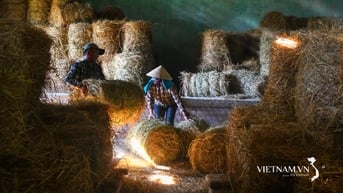 Đưa cơ giới hóa vào thu gom rơm cuộn sau gặt