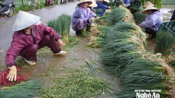 Thương lái chung tay cùng nông dân Nghệ An tiêu thụ rau thu hoạch non do ngập úng
