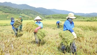 Trưởng thành nơi biên cương