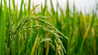 Giá lúa gạo hôm nay 18/8: Giao dịch trầm lắng, thị trường trong nước giữ giá ổn định