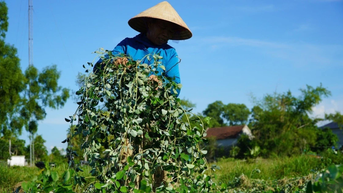 Nhiều hộ dân ở Hà Tĩnh thoát nghèo từ trồng một loại cây trên đất cằn cỗi