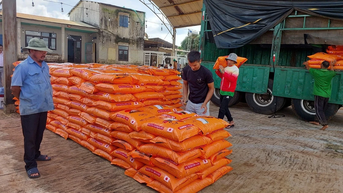 Gia Lai: Hỗ trợ 30 tấn phân hữu cơ vi sinh sản xuất cà phê hữu cơ