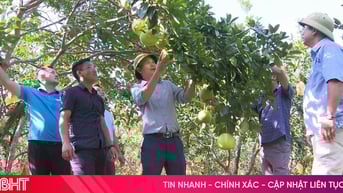 Đánh thức tiềm năng du lịch từ vùng bưởi Phúc Trạch
