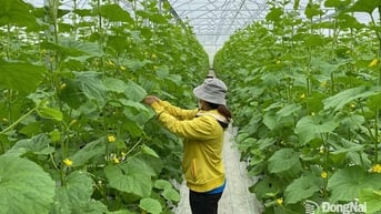 Xã vùng xa Đak Lua phát triển nông thôn mới bền vững