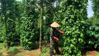 Giá tiêu hôm nay 19/8/2025: Sáng cửa tăng giá