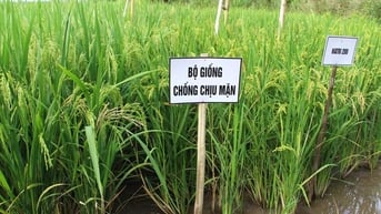 Đa dạng các giống lúa phục vụ sản xuất tại ĐBSCL